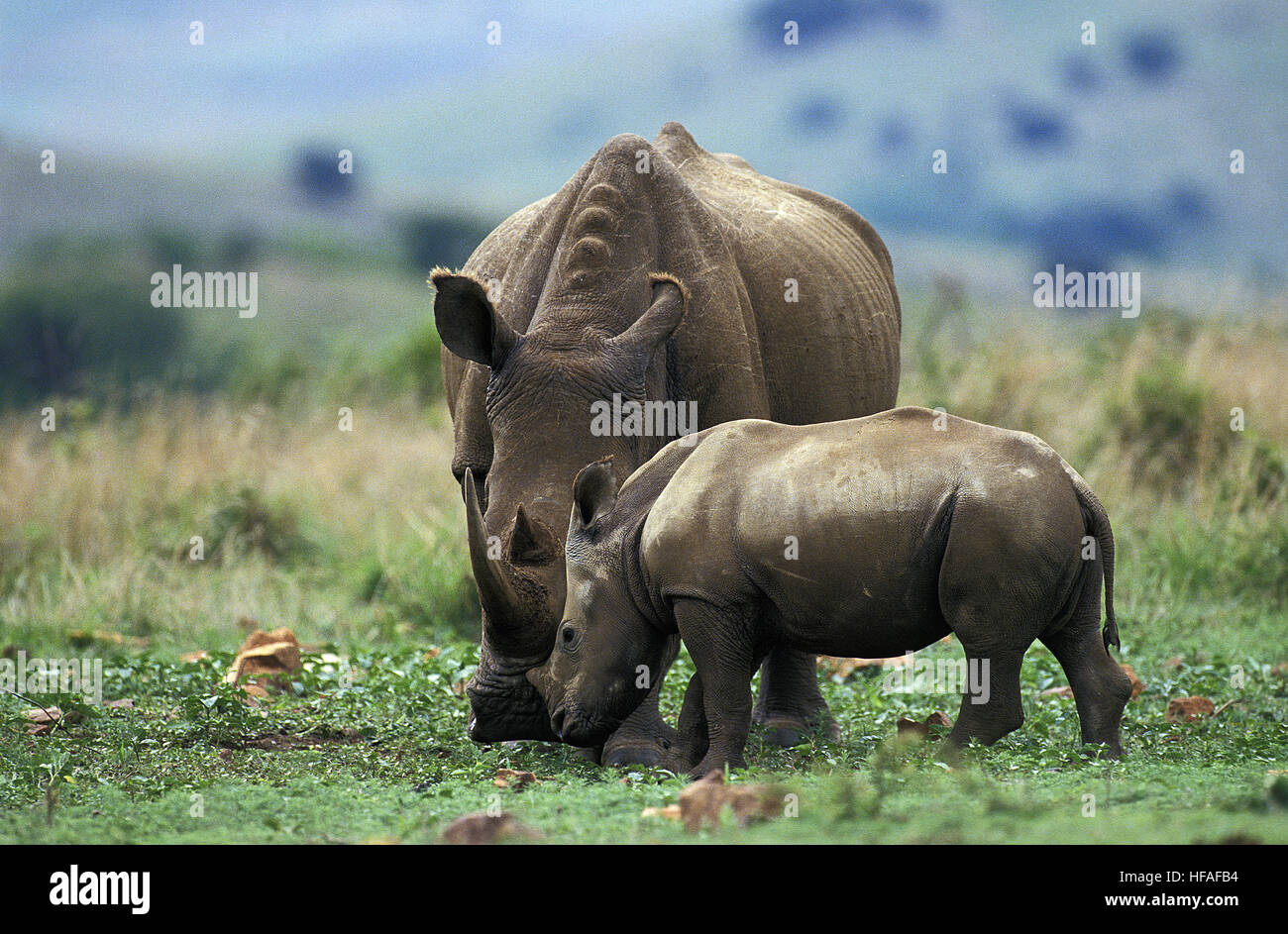 White Rhinoceros,   ceratotherium simum, Mother and Calf, South Africa Stock Photo