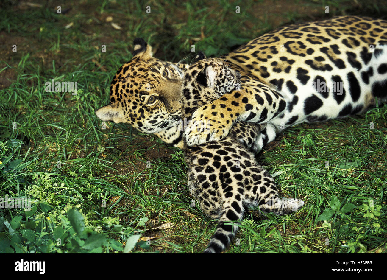 Jaguar,  panthera onca, Mother and Cub Stock Photo