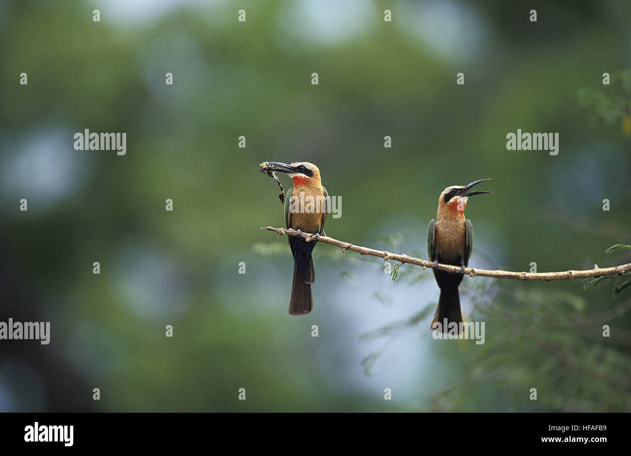 White Fronted Bee Eater, merops bullockoides, Adults standing on Branch, Eating Insect, Kenya Stock Photo