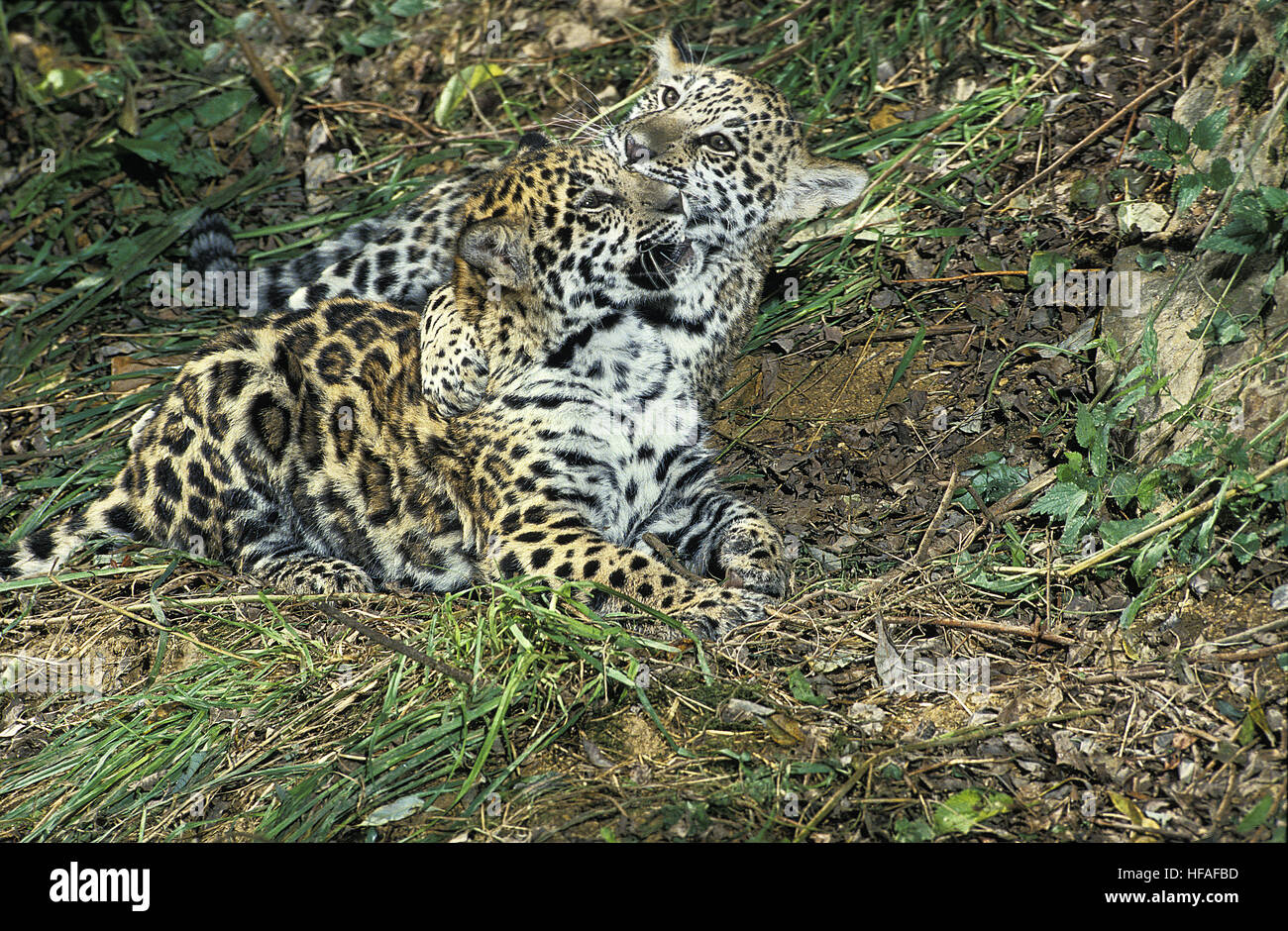 Jaguar,  panthera onca,  Cub playing Stock Photo