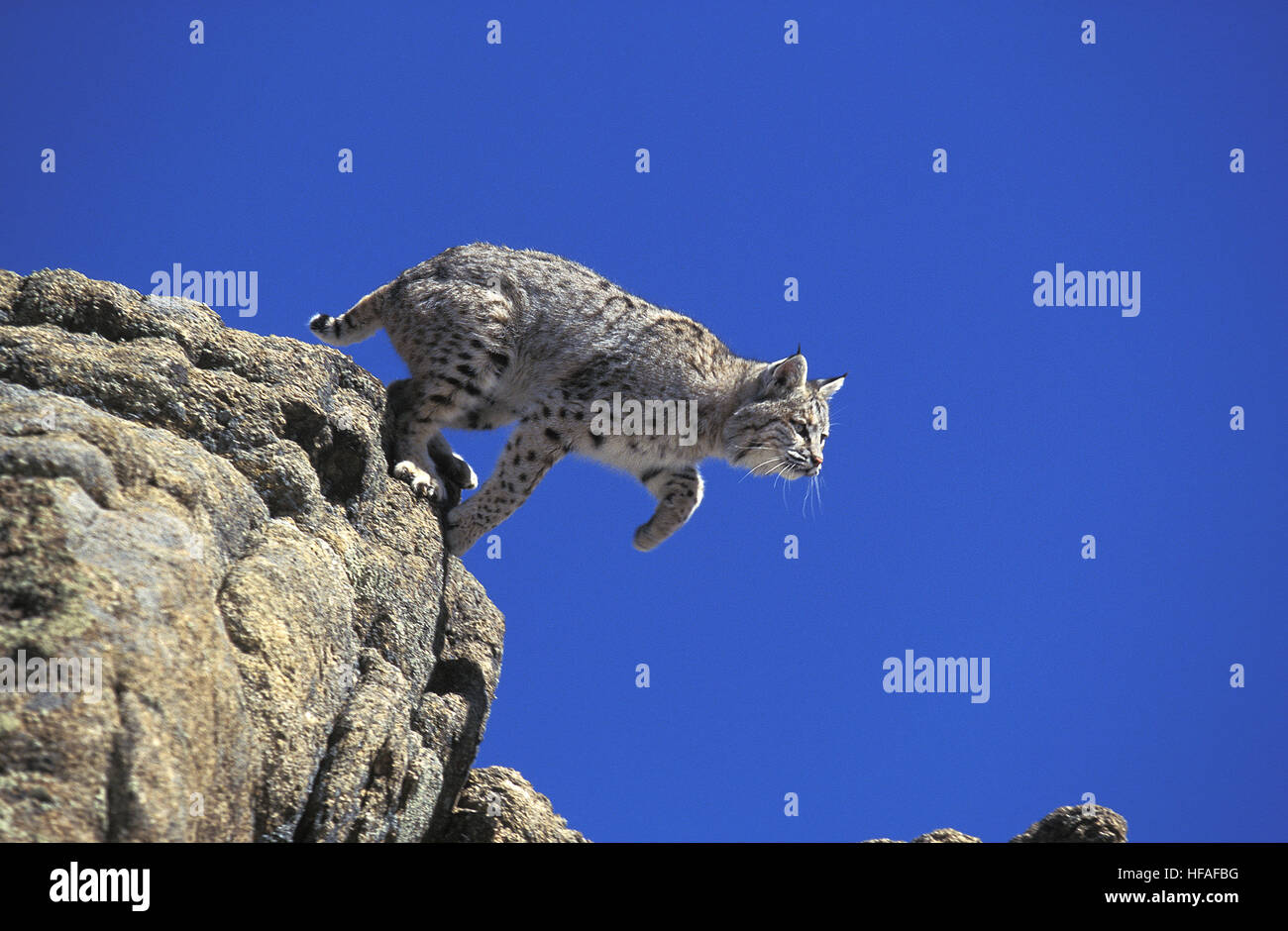 Bobcat jumping hires stock photography and images Alamy