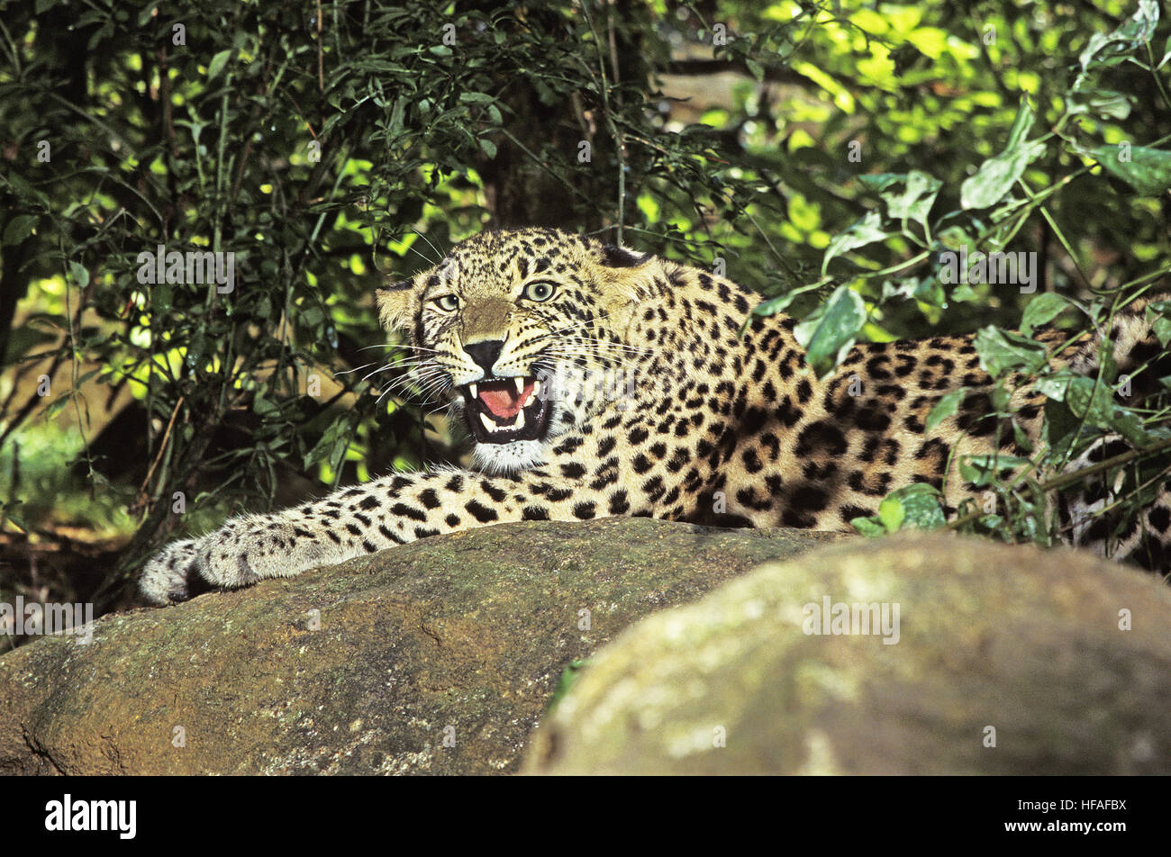 Persian Leopard,   panthera pardus saxicolor, Adult Snarling Stock Photo