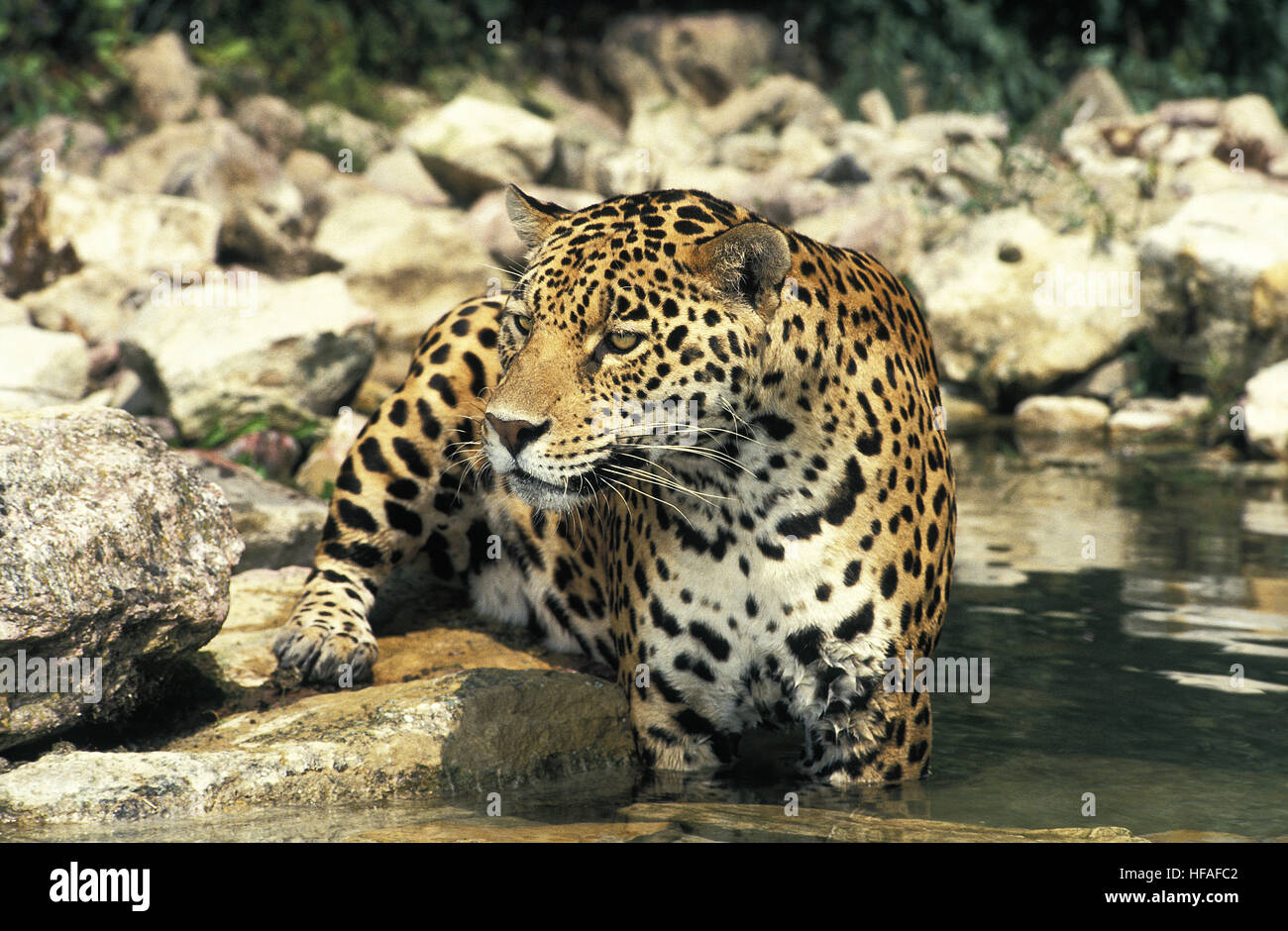 Jaguar,  panthera onca, Adult standing in Water Stock Photo
