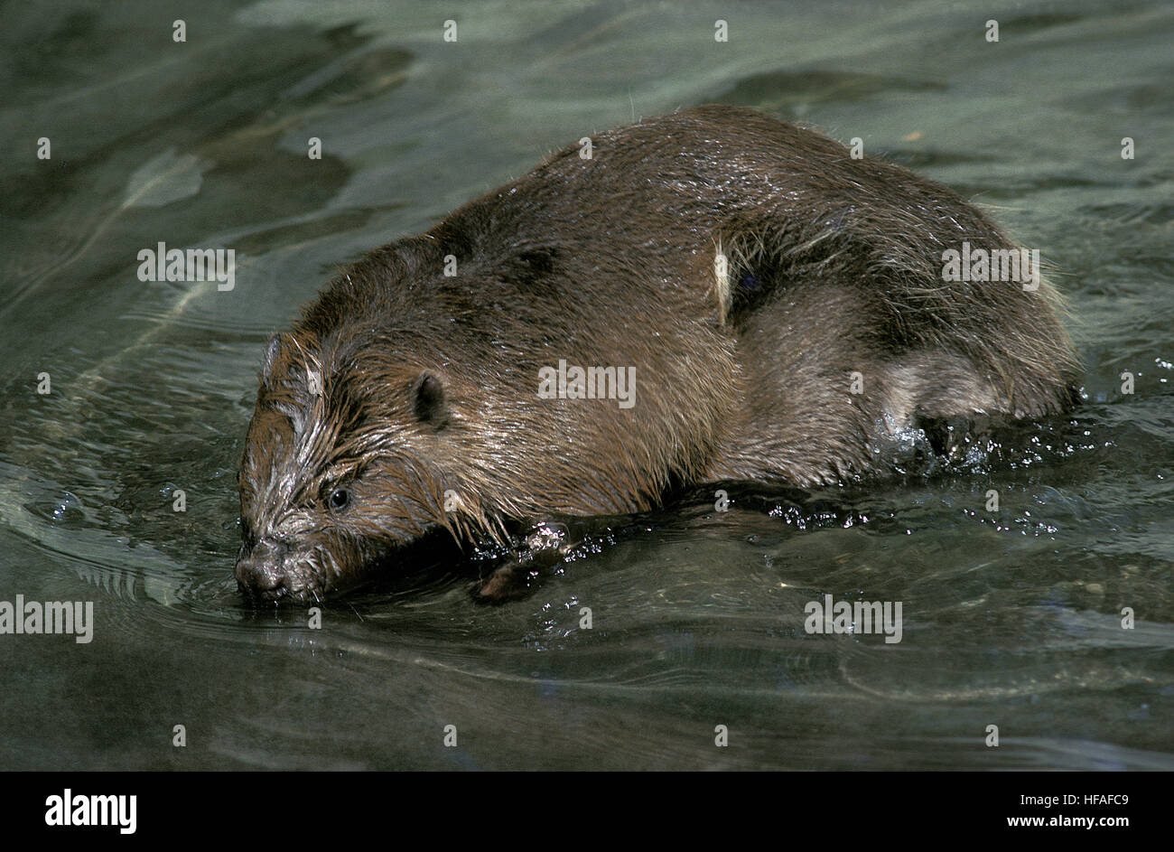 European Beaver,   castor fiber Stock Photo