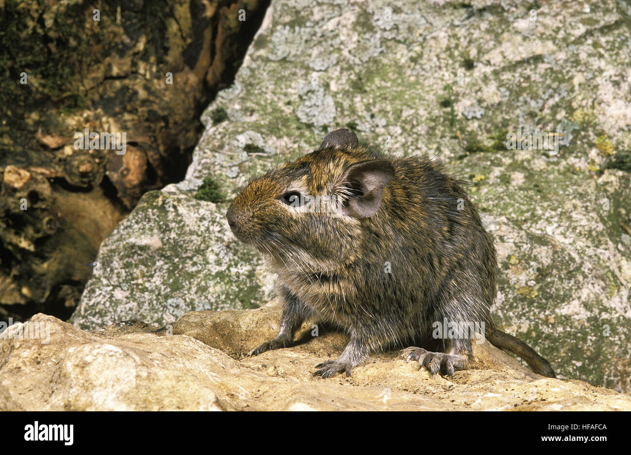 Degu or Chilean Rat,   octodon degus Stock Photo