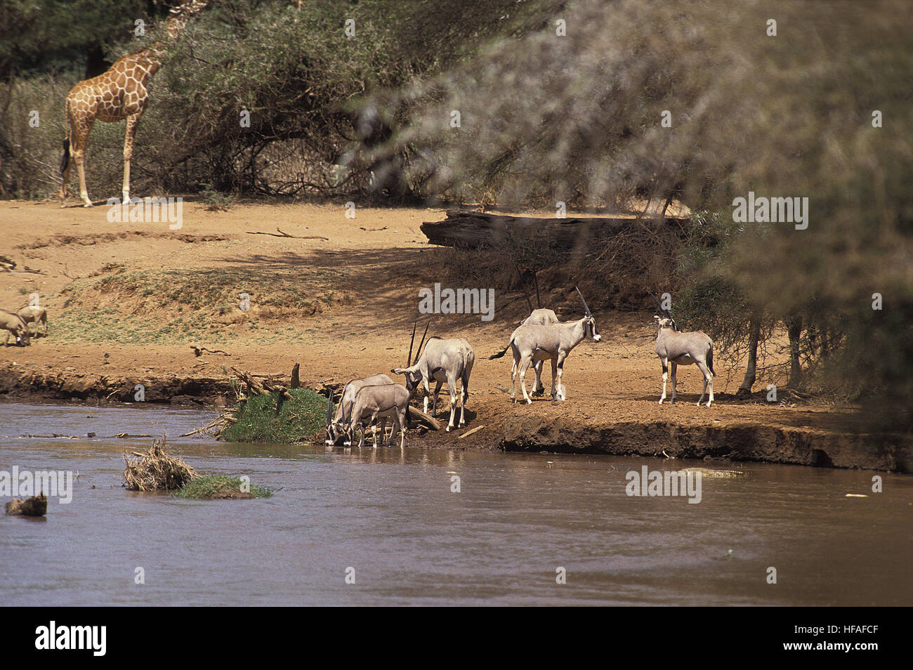 Beisa Oryx,  oryx beisa, Group drinking at River, Samburu Park in Kenya Stock Photo