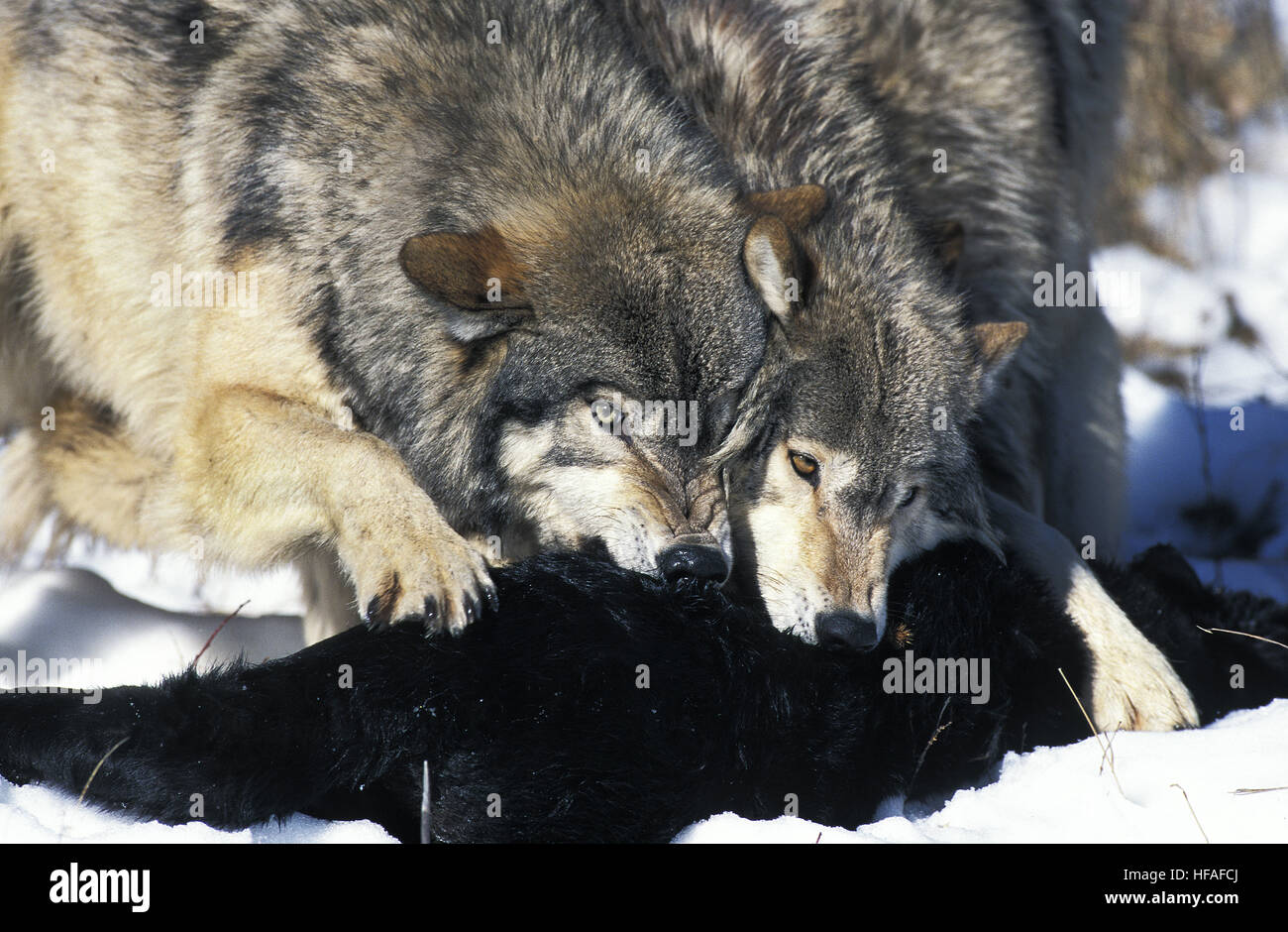 North American Grey Wolf,  canis lupus occidentalis, Adults on a Kill, Canada Stock Photo