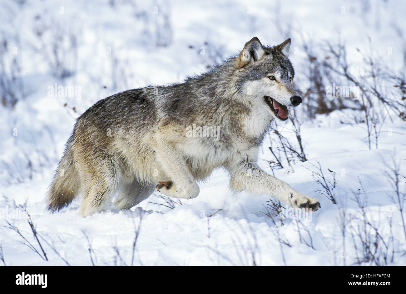 North American Grey Wolf,  canis lupus occidentalis, Adult running on Snow, Canada Stock Photo