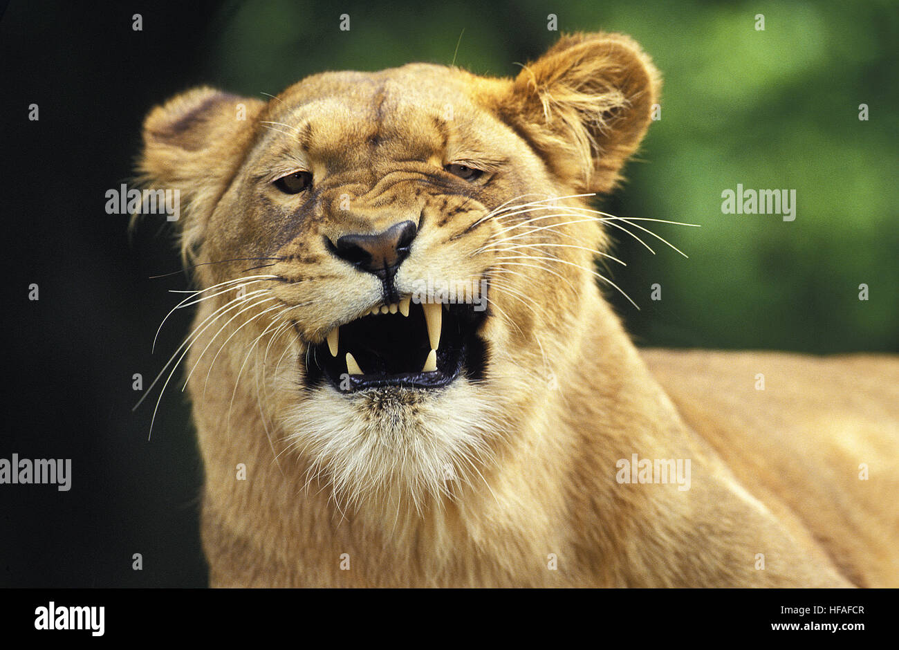 Funny lion photo hi-res stock photography and images - Alamy