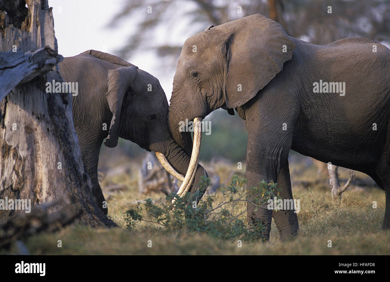 African Elephant,  loxodonta africana, Masai Mara park in Kenya Stock Photo