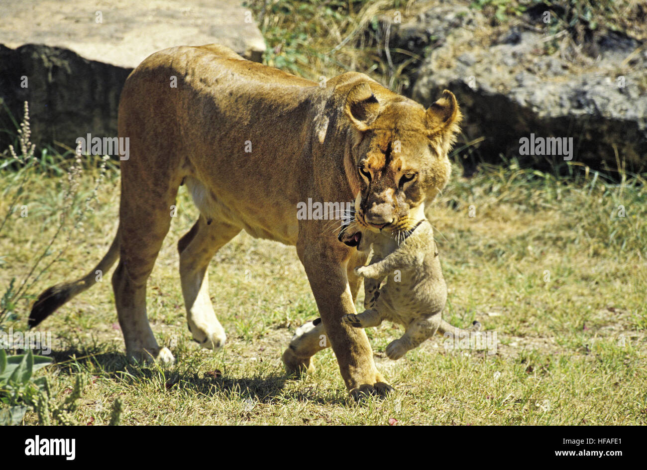 African Lion,  panthera leo, Mother carrying Cub in its Mouth Stock Photo