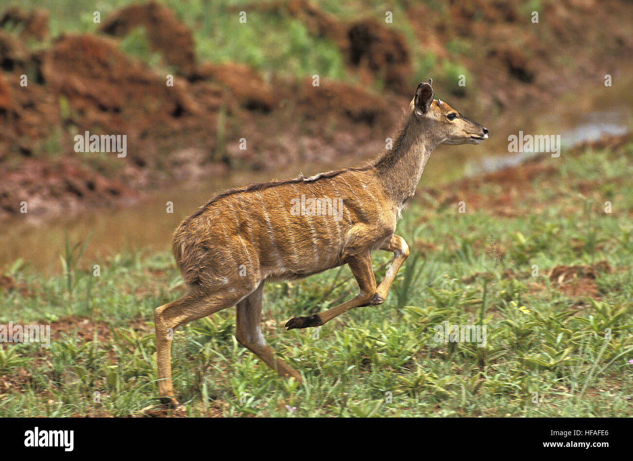 Nyala,   tragelaphus angasi, Female running, Masai Mara Park in Kenya Stock Photo