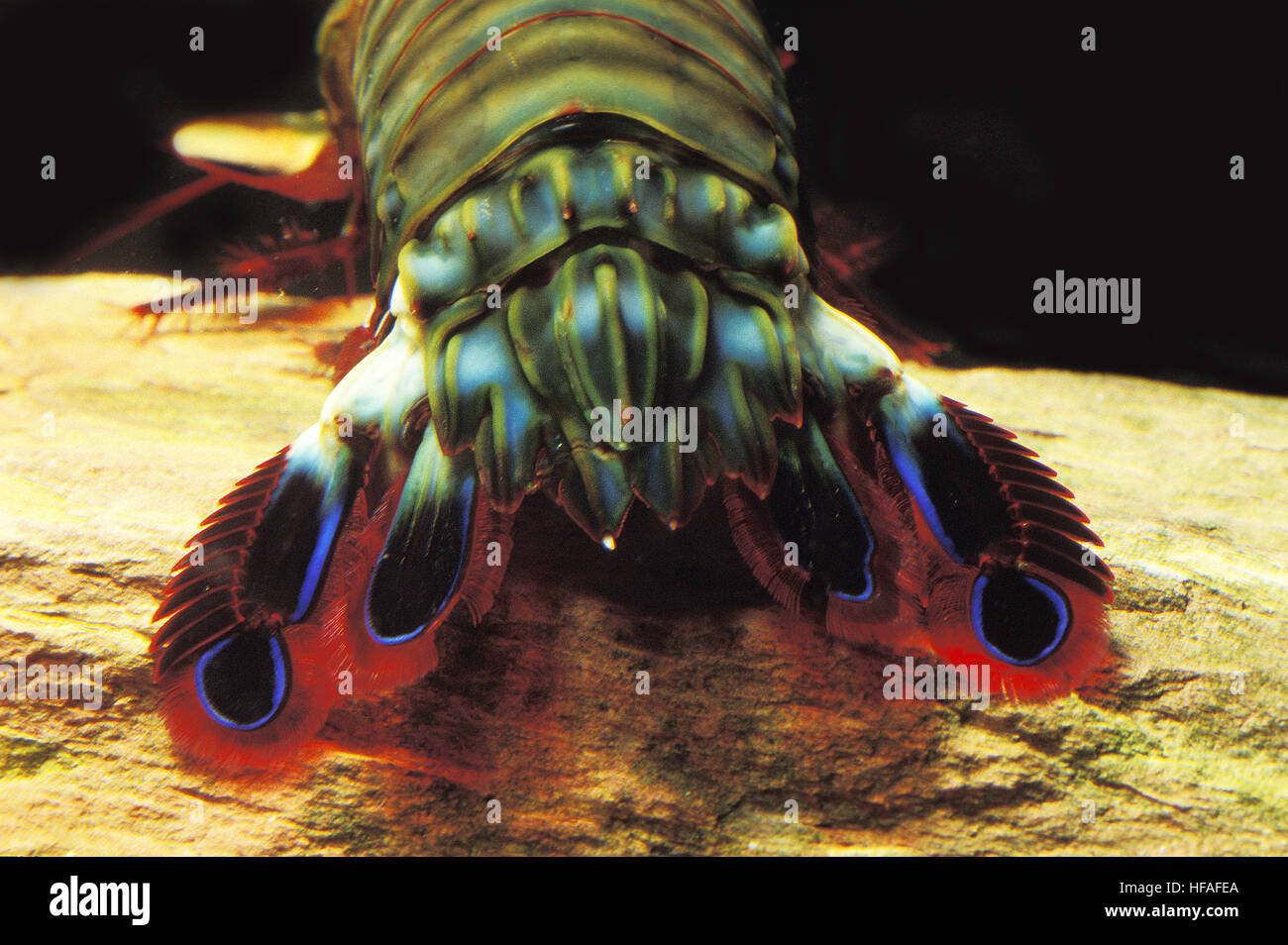 Peacock Mantis Shrimp,   odontodactylus scyllarus, Close up of Tail Stock Photo