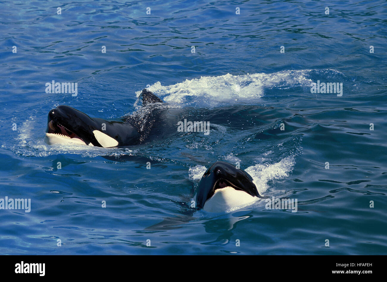 Killer Whale, orcinus orca Stock Photo