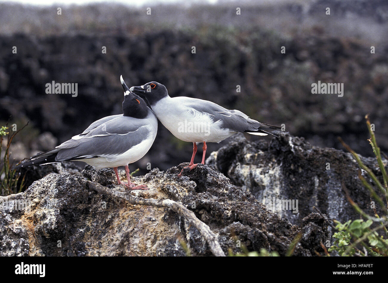 Swallow Tailed Gull,  creagrus furcatus, Pair, Courtship behaviour, Galapagos Islands Stock Photo