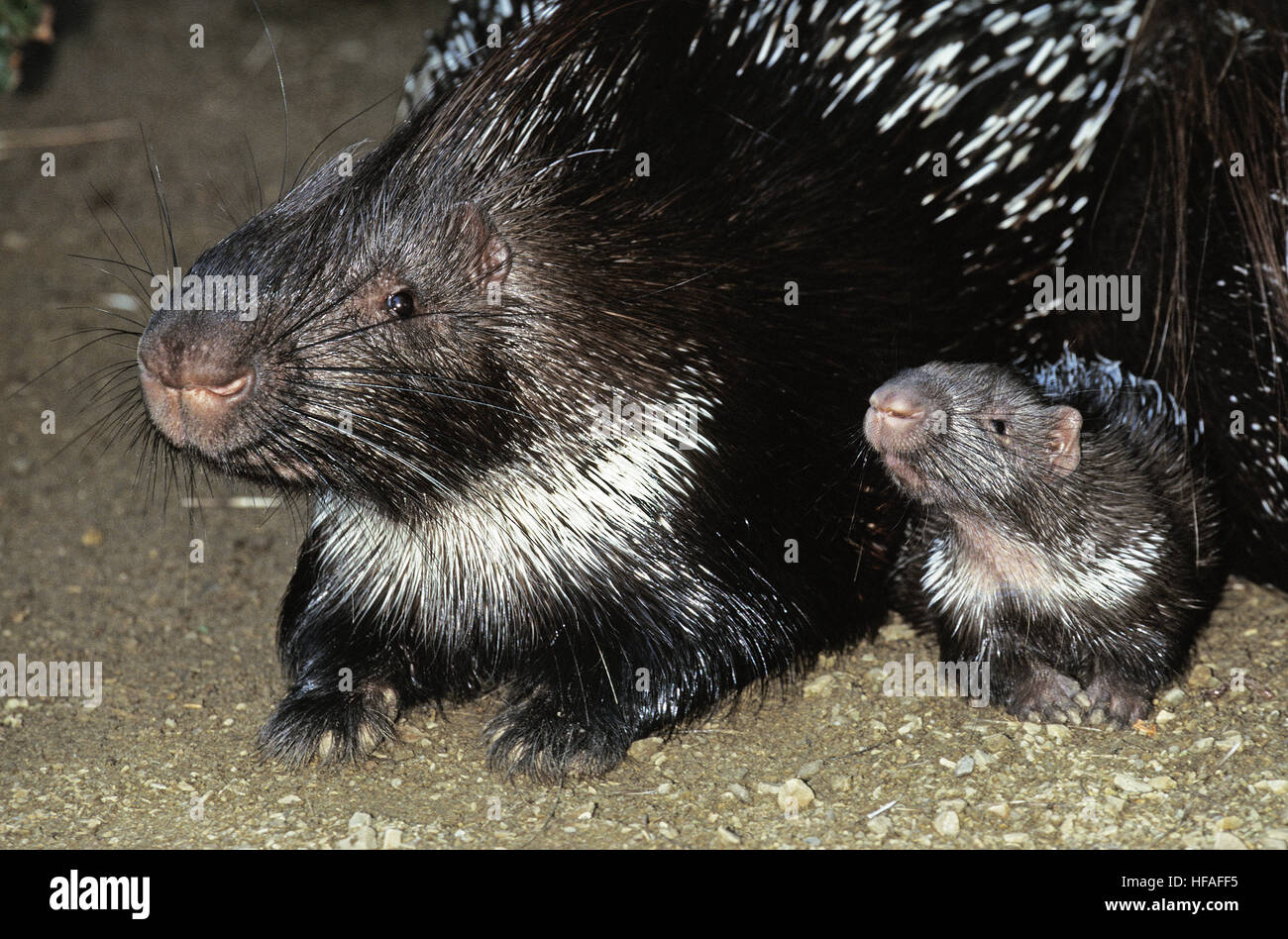 crested-porcupine-hystrix-cristata-mother-and-cub-stock-photo-alamy