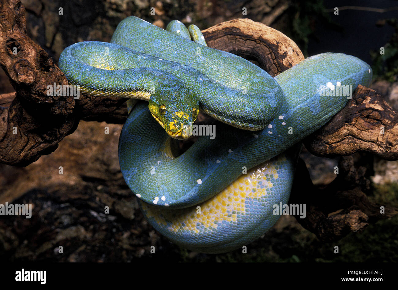 Baby Green Tree Python
