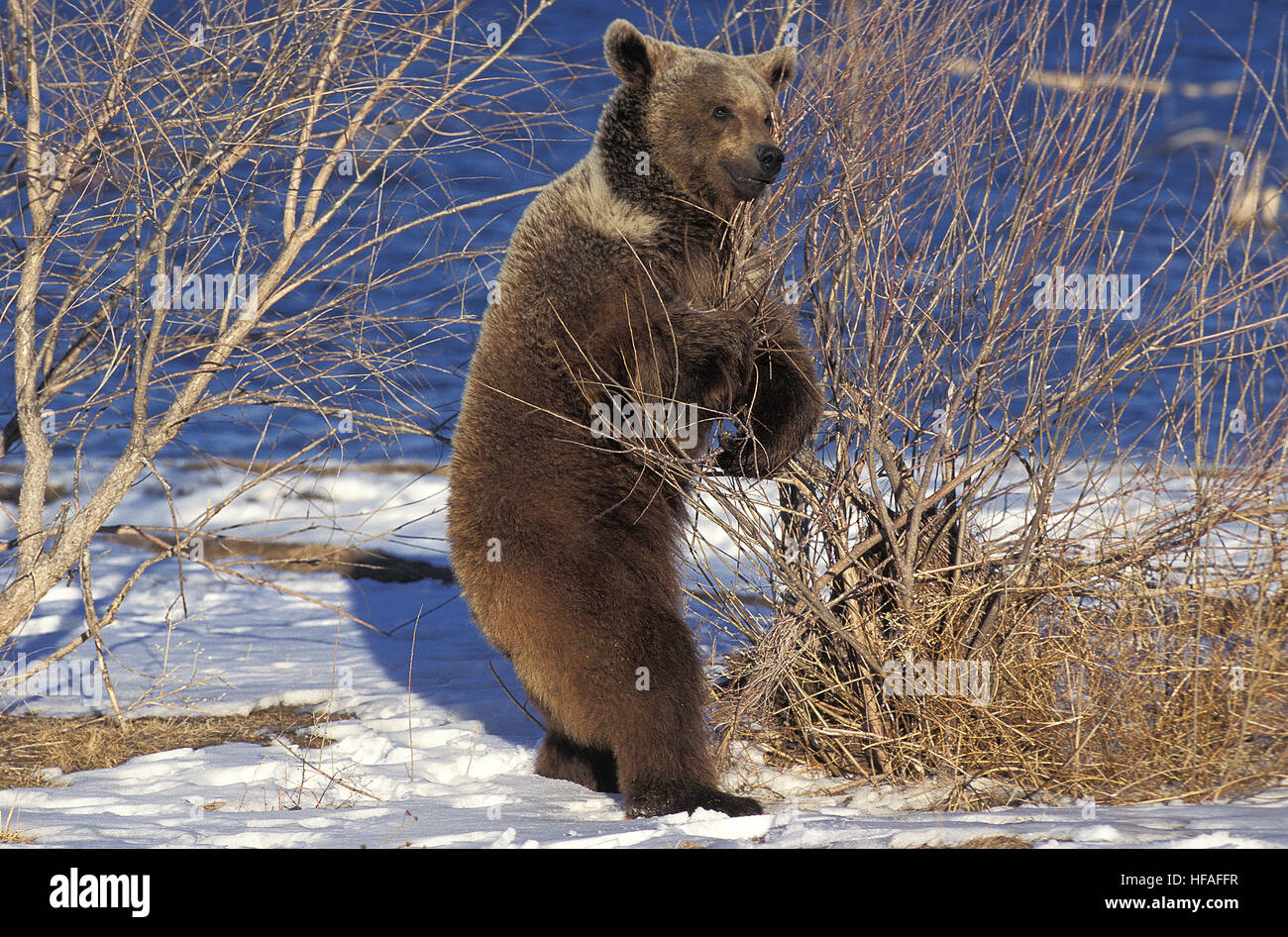 Grizzly Bear, ursus arctos horribilis, standing on Hind Legs, Alaska Stock Photo