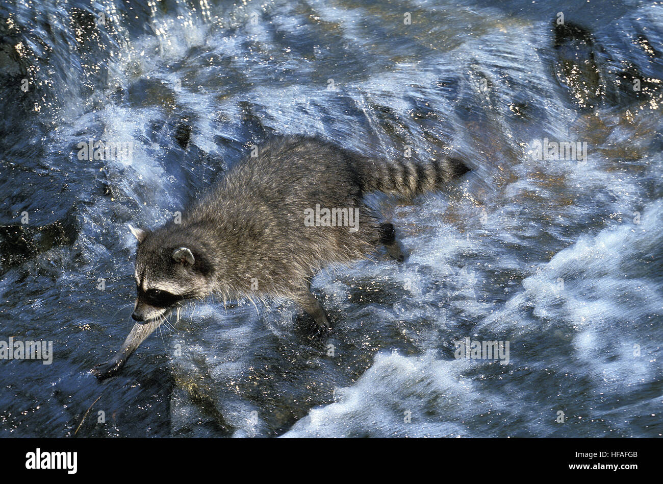 Raccoon,  procyon lotor, Adult crossing River Stock Photo