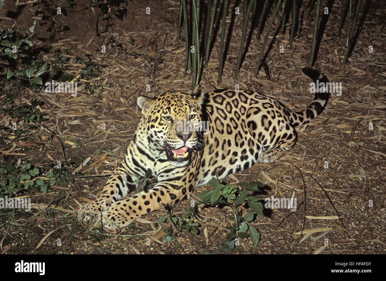 Jaguar,  panthera onca Stock Photo