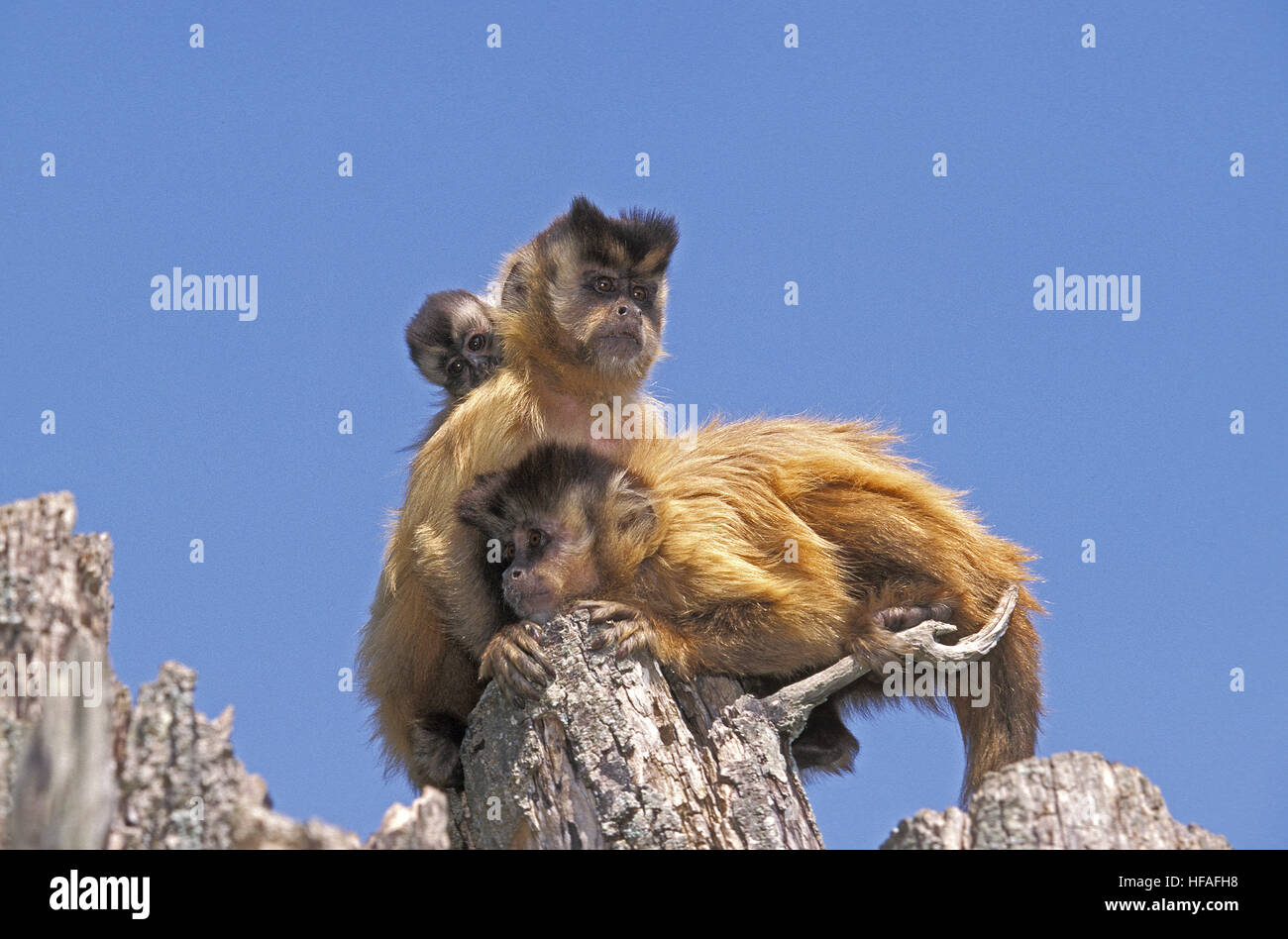 Black Capped Capuchin,   cebus apella, Mother carrying Yound on its Back Stock Photo