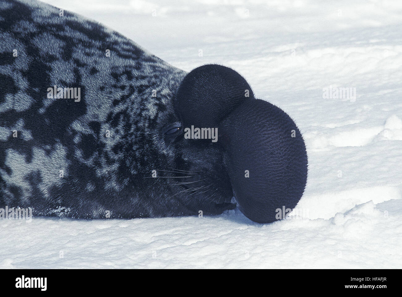 Hooded Seal, cystophora cristata, Male standing on Ice Floe, The hood and membrane are used for aggression display when threatened and as a warning Stock Photo