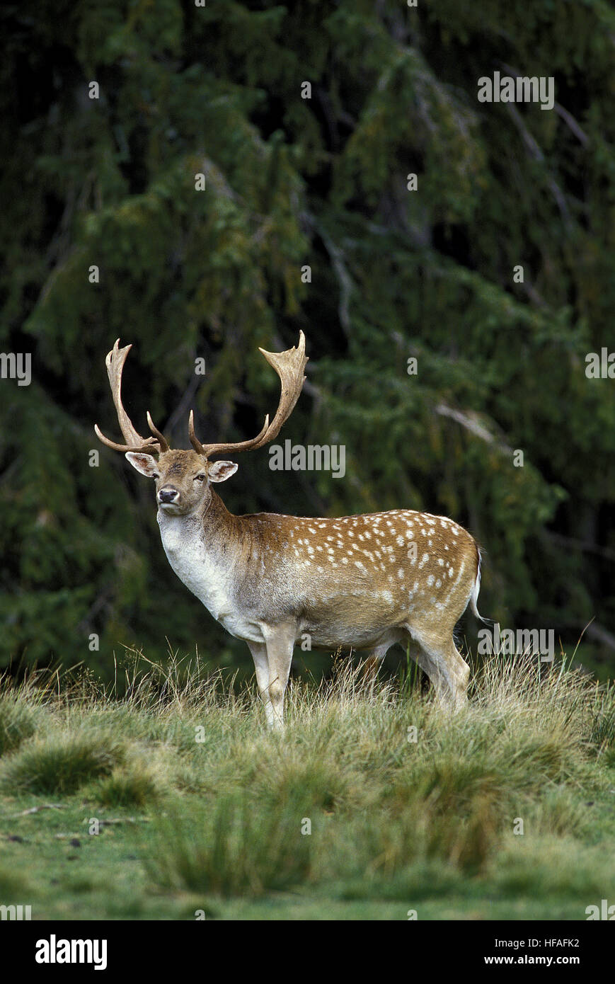 Fallow Deer,   dama dama Stock Photo