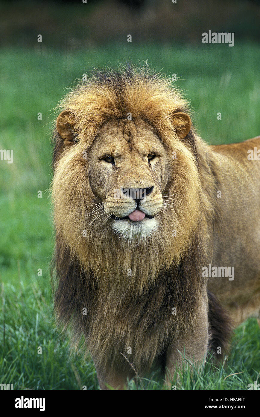 Funny lion photo hi-res stock photography and images - Alamy Funny lion photo hi-res stock photography and images - Alamy