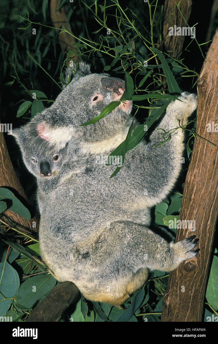 Koala,  phascolarctos cinereus, Mother and Joey Stock Photo