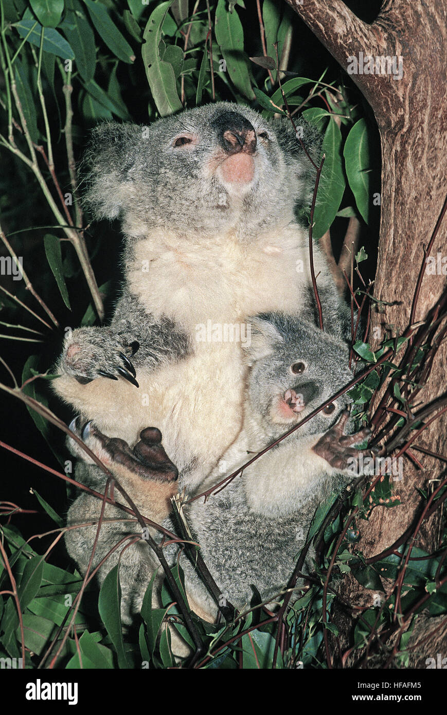 Koala,  phascolarctos cinereus, Mother and Joey Stock Photo