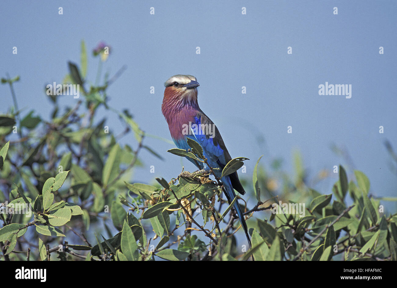 Lilac Breasted Roller,   coracias caudata, Adult standing on branch, South Africa Stock Photo