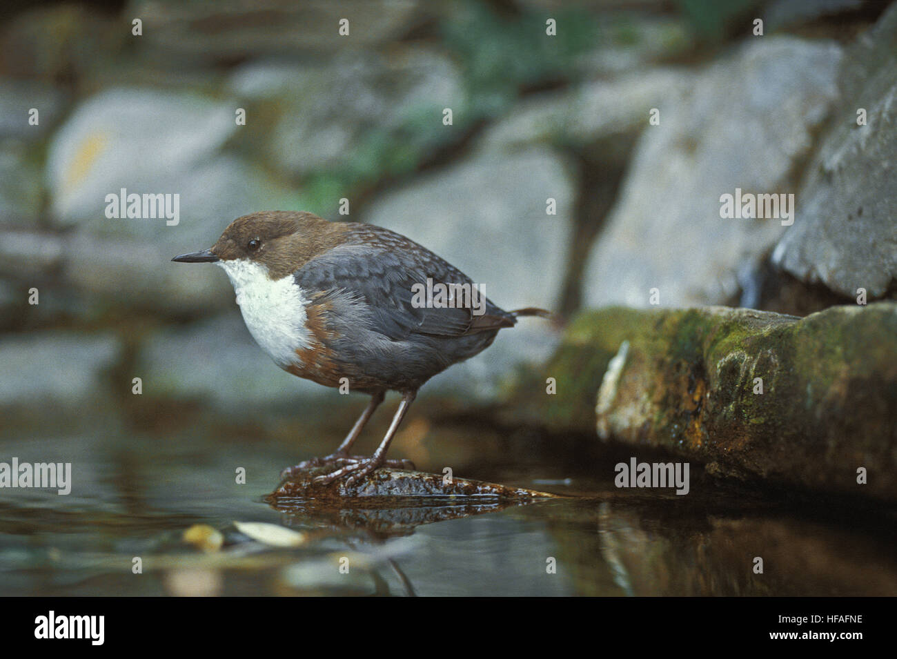 White Throated Dipper, cinclus cinclus, standing near Water Stock Photo