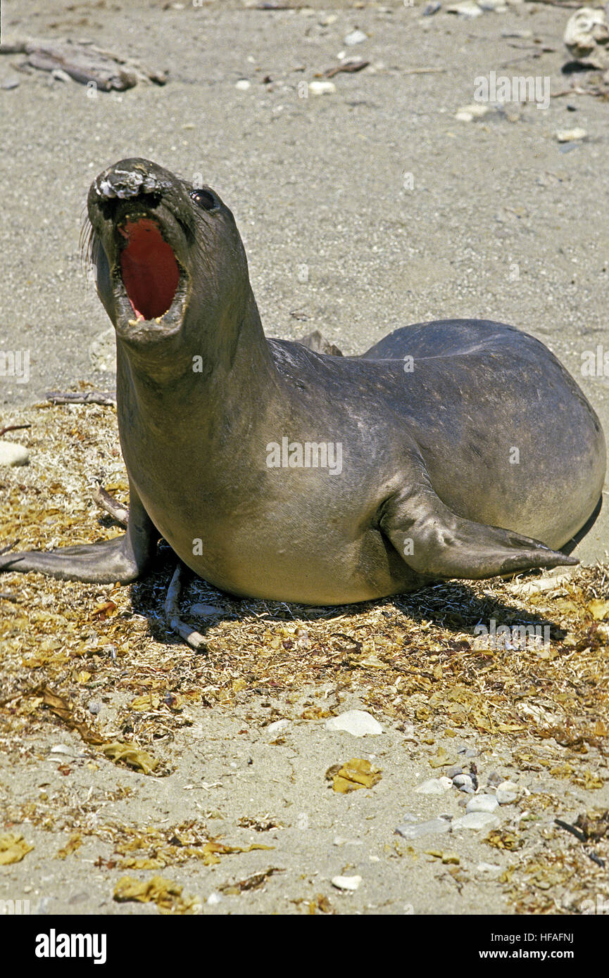 Southern Elephant Seal,   mirounga leonina, Female calling, California Stock Photo