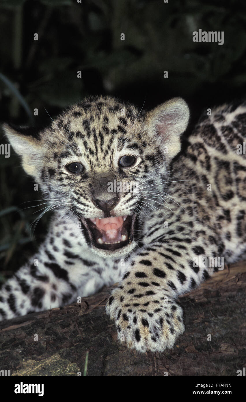 Jaguar,  panthera onca,  Cub calling for Mother Stock Photo