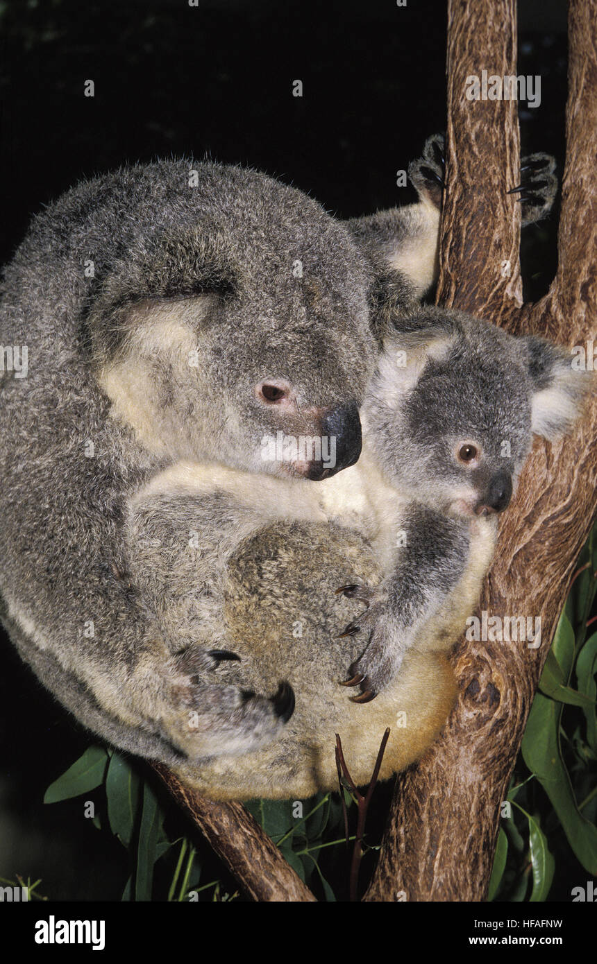 Koala,  phascolarctos cinereus, Mother and Joey Stock Photo