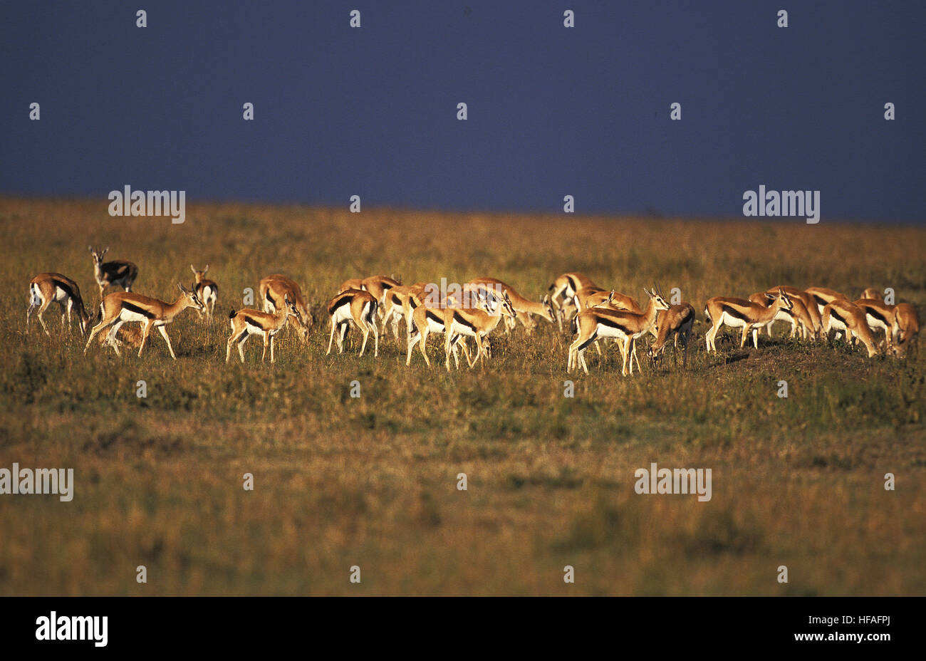Herd of thomsons gazelle hi-res stock photography and images - Alamy