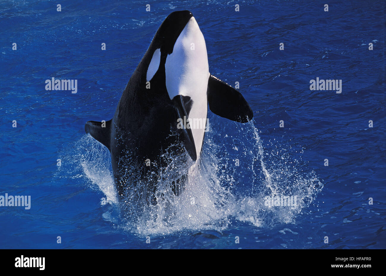 Killer Whale, orcinus orca, Adult breaching Stock Photo