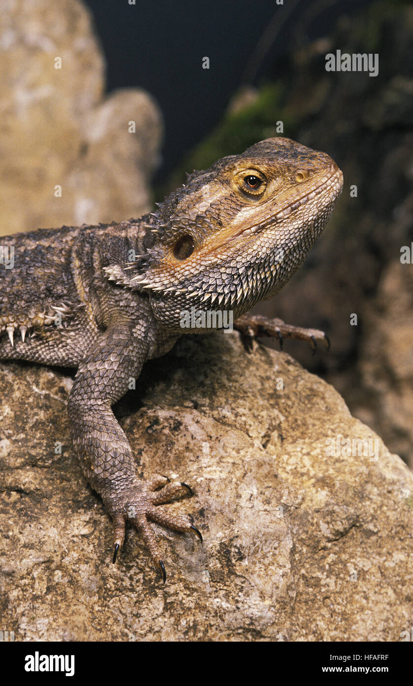 Bearded Dragon,   amphibolurus barbatus, Adult standing on Stone Stock Photo
