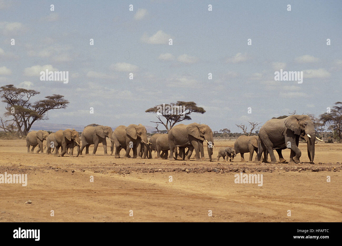African Elephant,  loxodonta africana, Herd at Masai Mara park in Kenya Stock Photo