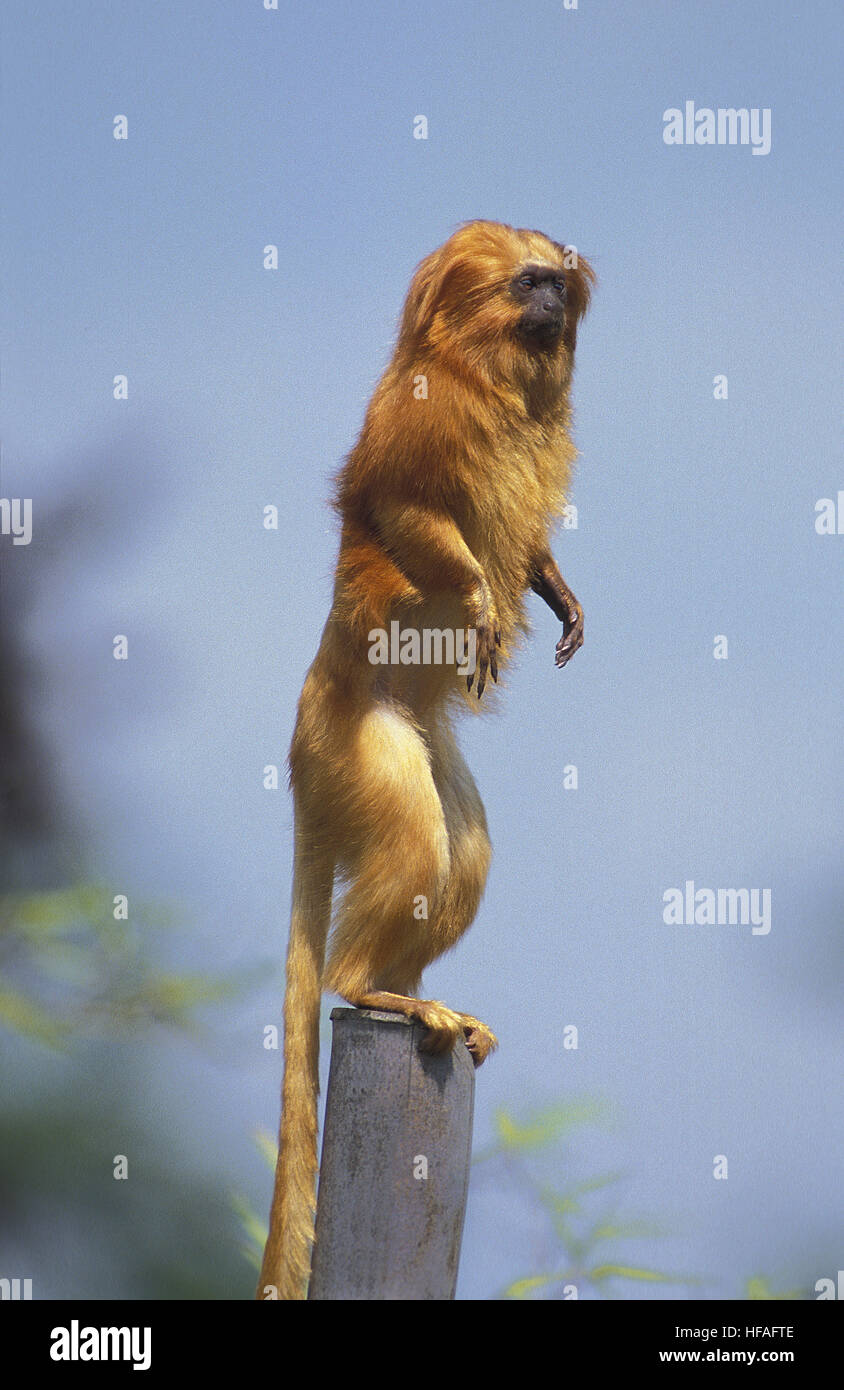 Golden Lion Tamarin,   leontideus rosalia, Adult standing on Hind Legs, Looking around Stock Photo