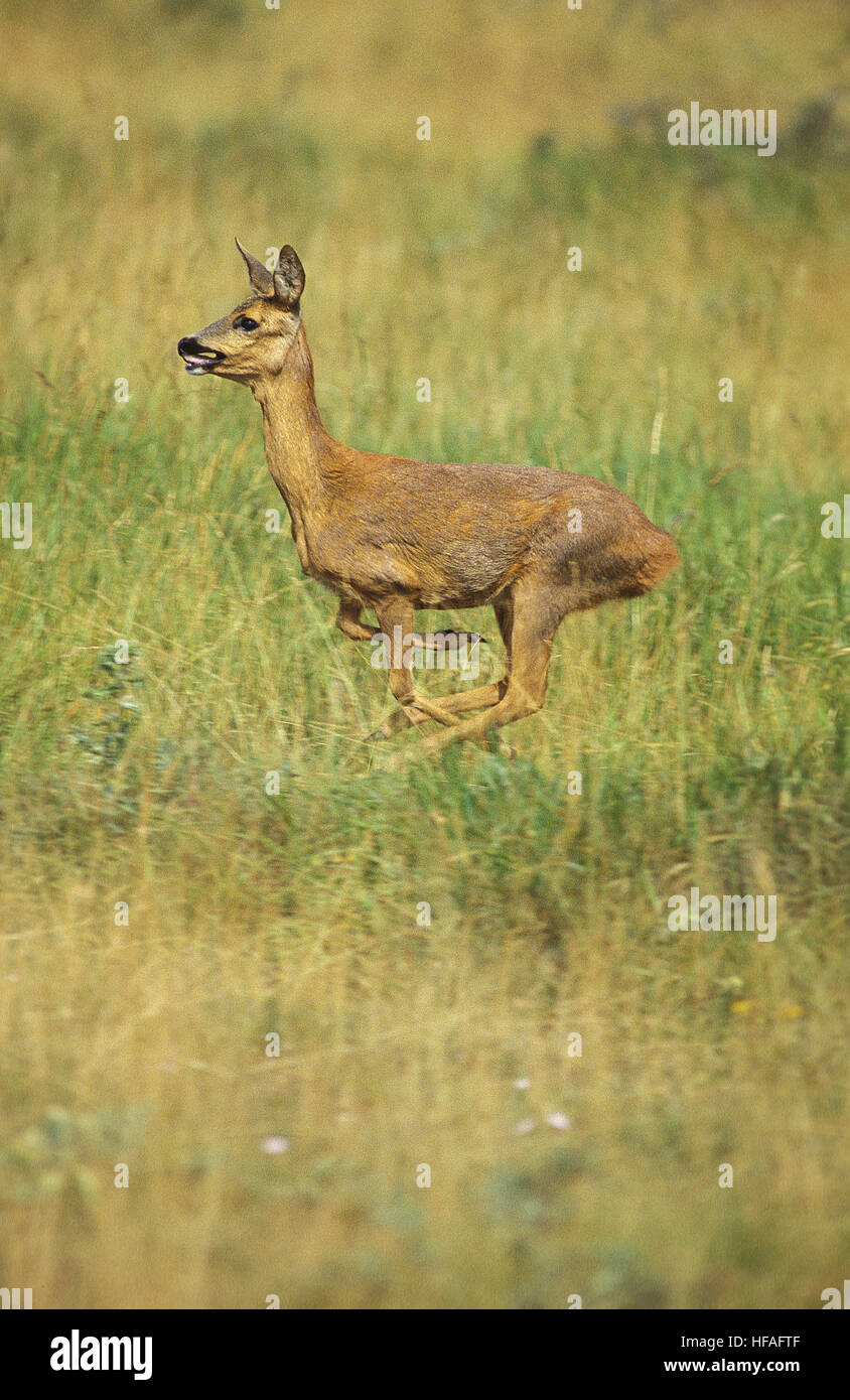 Roe Deer,   capreolus capreolus, Female running Stock Photo