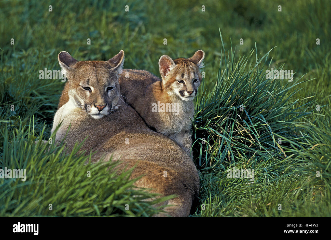 Cougar,  puma concolor, Adult standing on Rocks Stock Photo