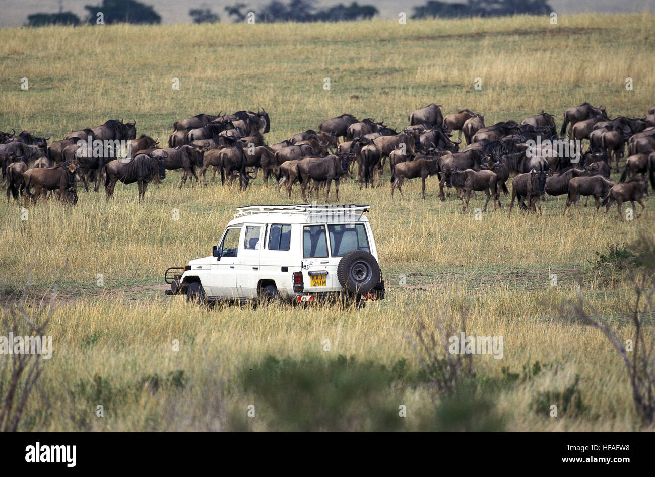 Photo Safari with Blue Wildebeest, connochaetes taurinus, Masai Mara Park in Kenya Stock Photo