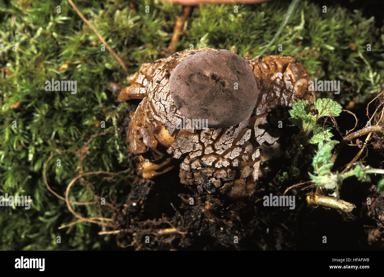 Mushroom,   geastrum fornicatum Stock Photo