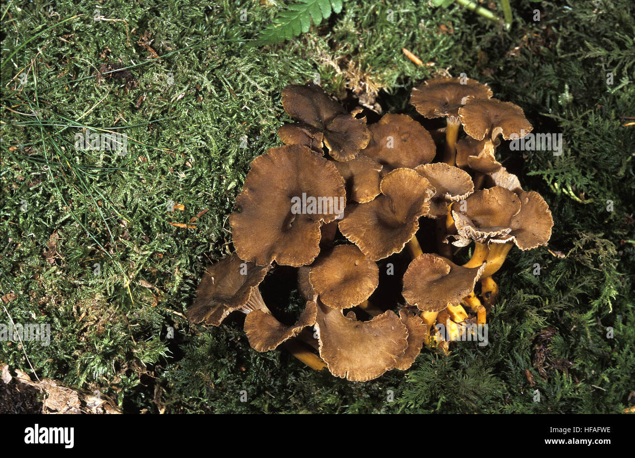 Autumn Chanterelle,  cantharellus tubiformis, Edible Mushrooms Stock Photo