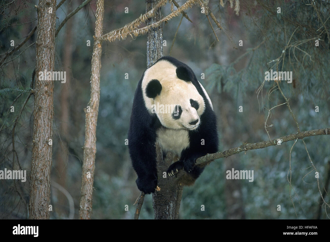 Giant Panda, ailuropoda melanoleuca, Wolong Reserve in China Stock Photo