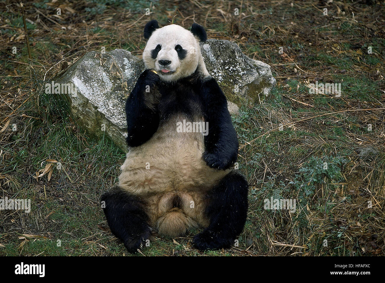 Giant Panda, ailuropoda melanoleuca, Wolong Reserve in China Stock Photo
