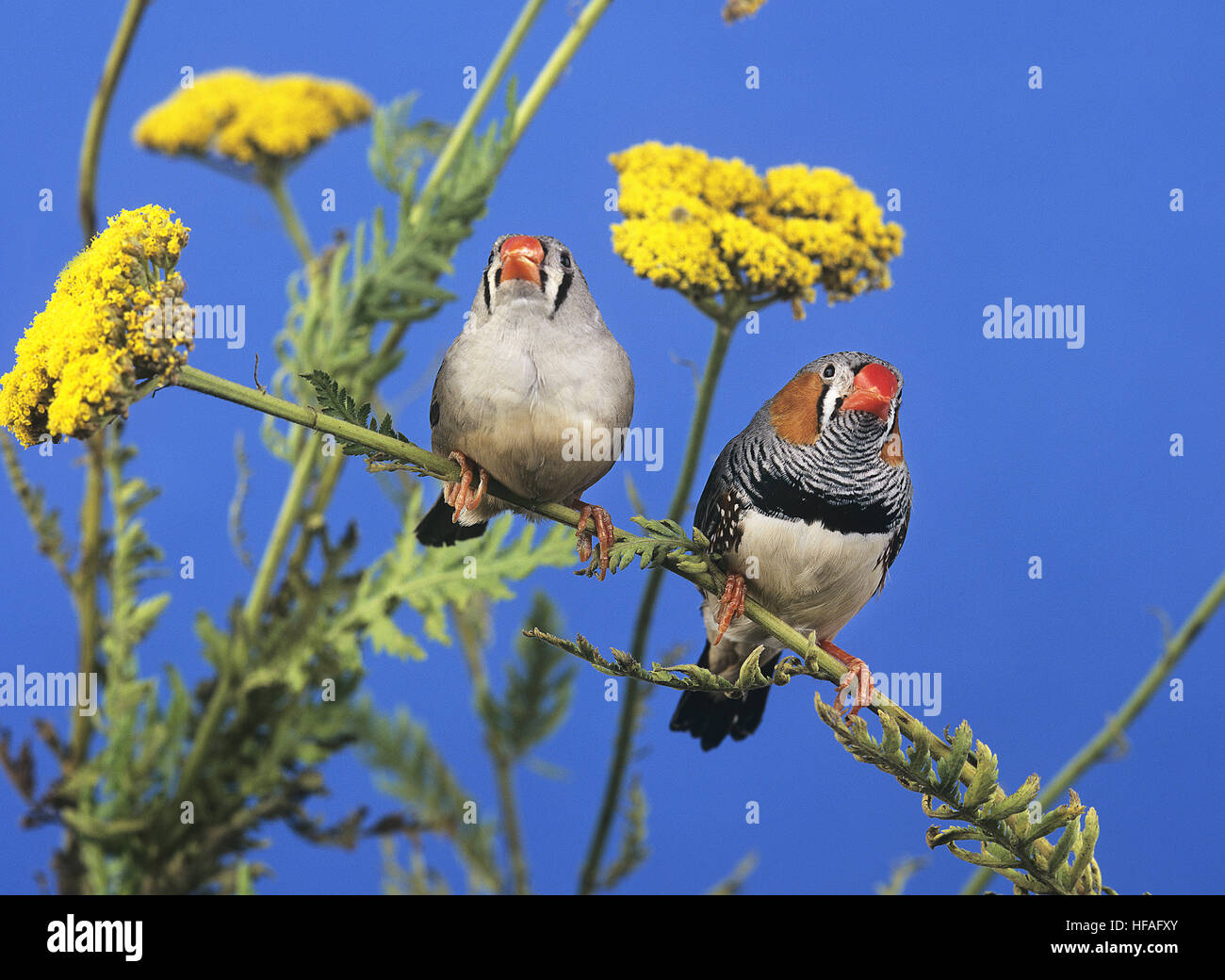 Male zebra finch hires stock photography and images Alamy