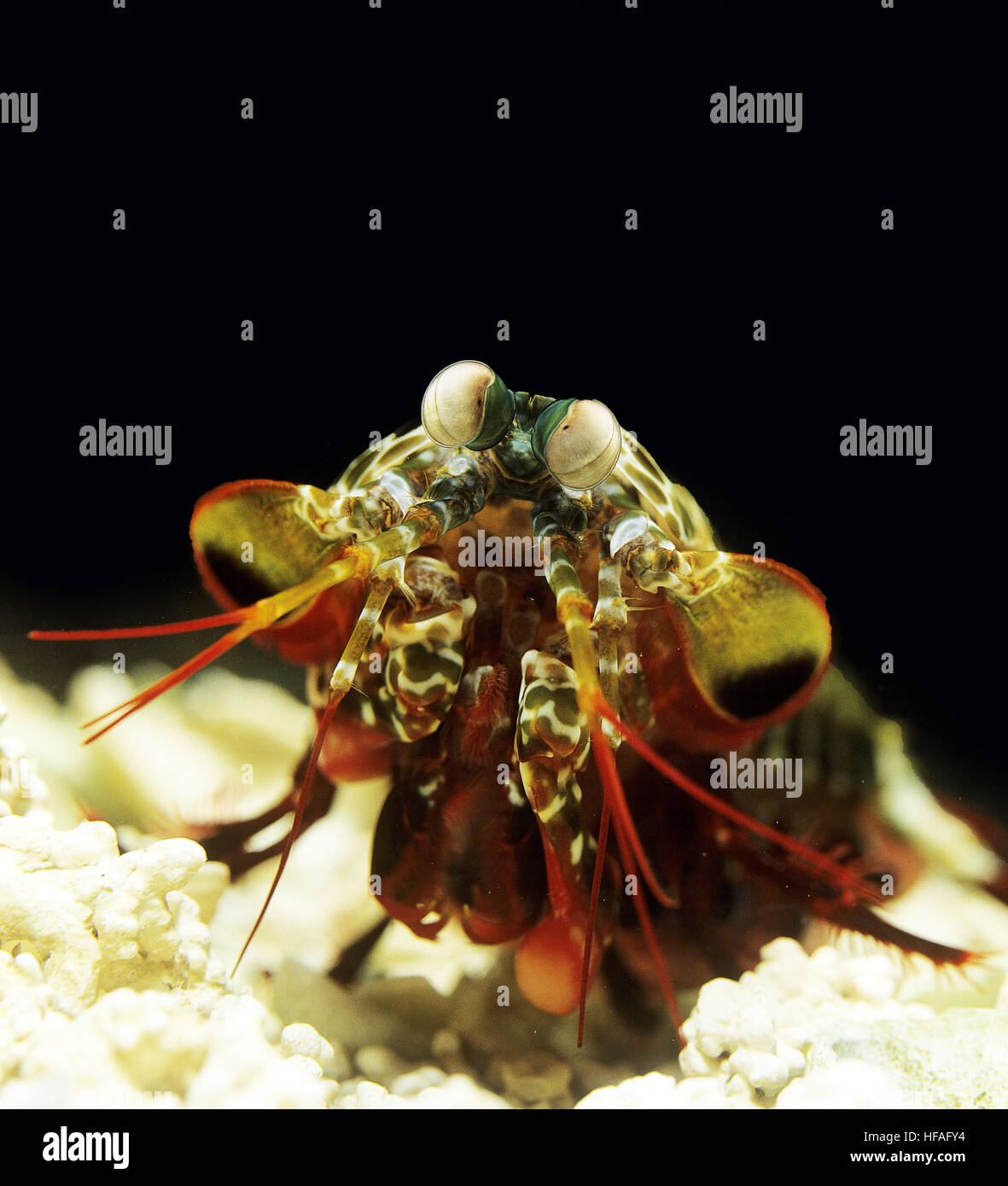 Peacock Mantis Shrimp,   odontodactylus scyllarus Stock Photo