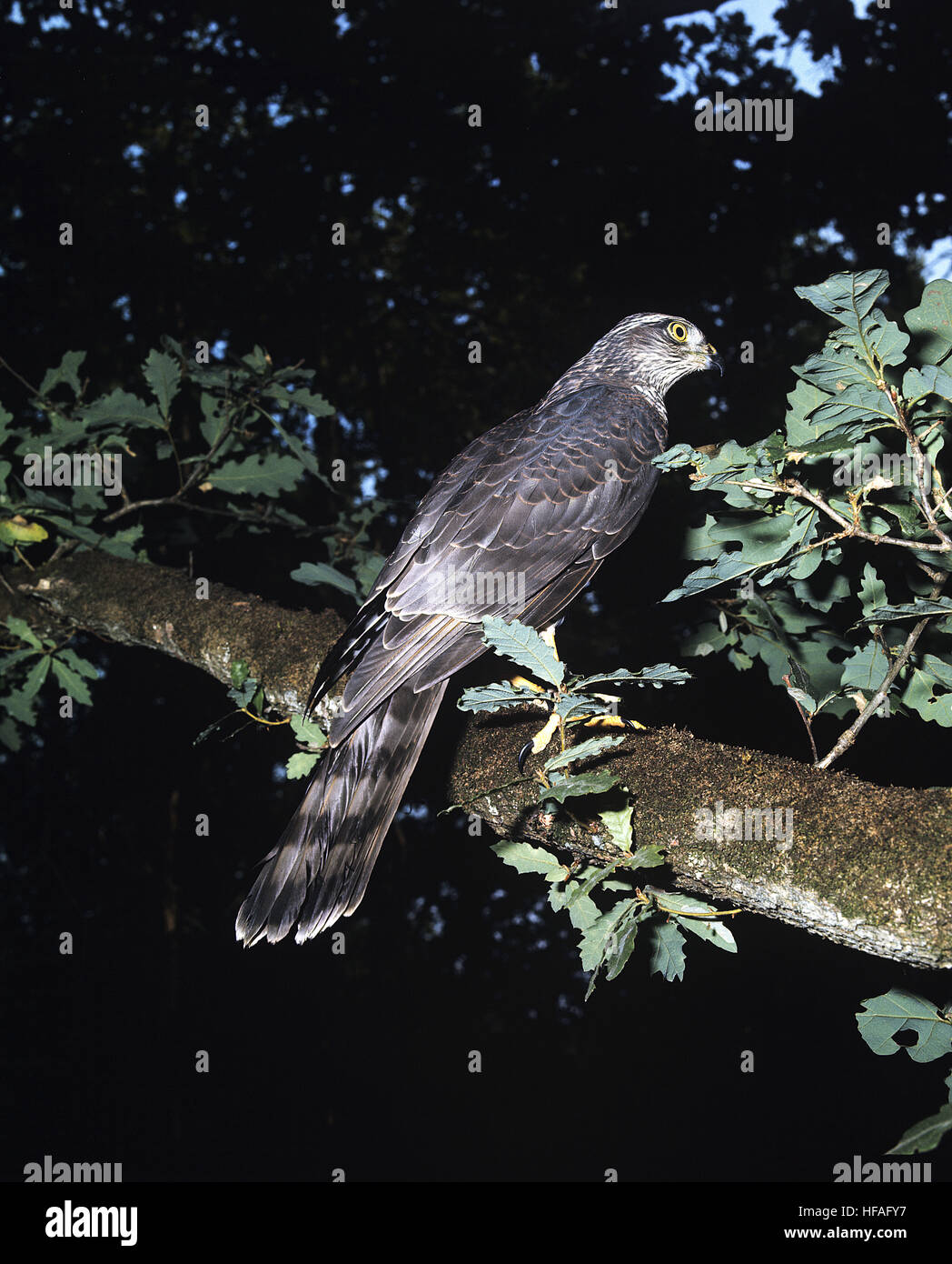 European Sparrowhawk,   accipiter nisus Stock Photo